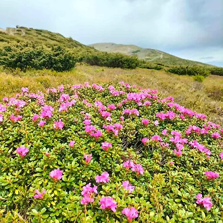 Apartment медвежий Rakhiv
