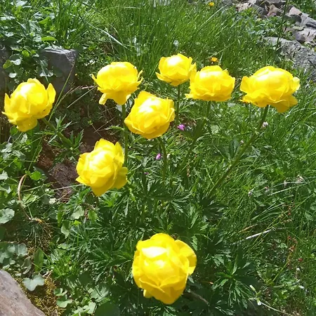 Apartment медвежий Rakhiv