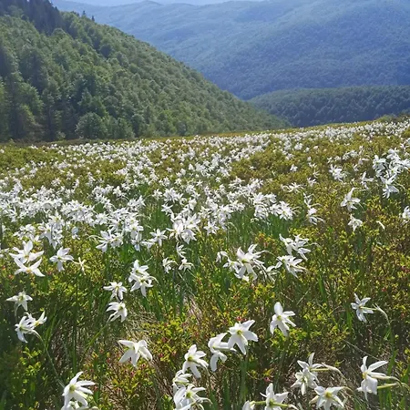 медвежий Rakhiv