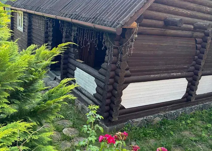 Daire медвежий *