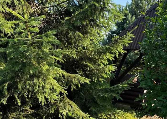 медвежий 라키브