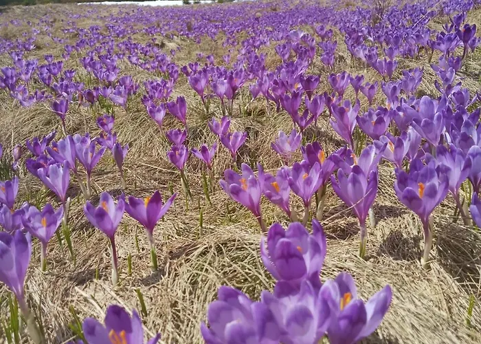 медвежий 아파트 라키브